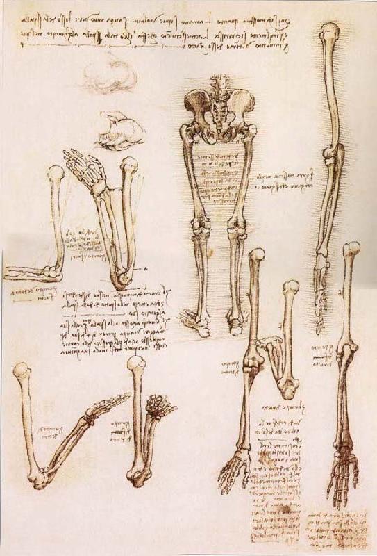 LEONARDO da Vinci Anatomical studies of the basin of the Steibeins and the lower Gliedmaben of a woman and study of the rotation of the arms France oil painting art